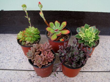 Plantele din casa ta si cateva sfaturi (II)