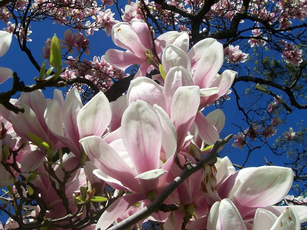 Cinci sfaturi pentru ingrijirea magnoliei