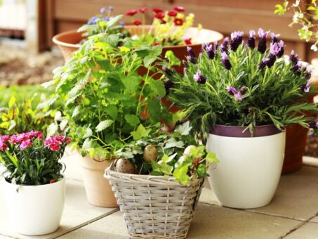 Cum imbunatatesti viata plantelor din ghiveci