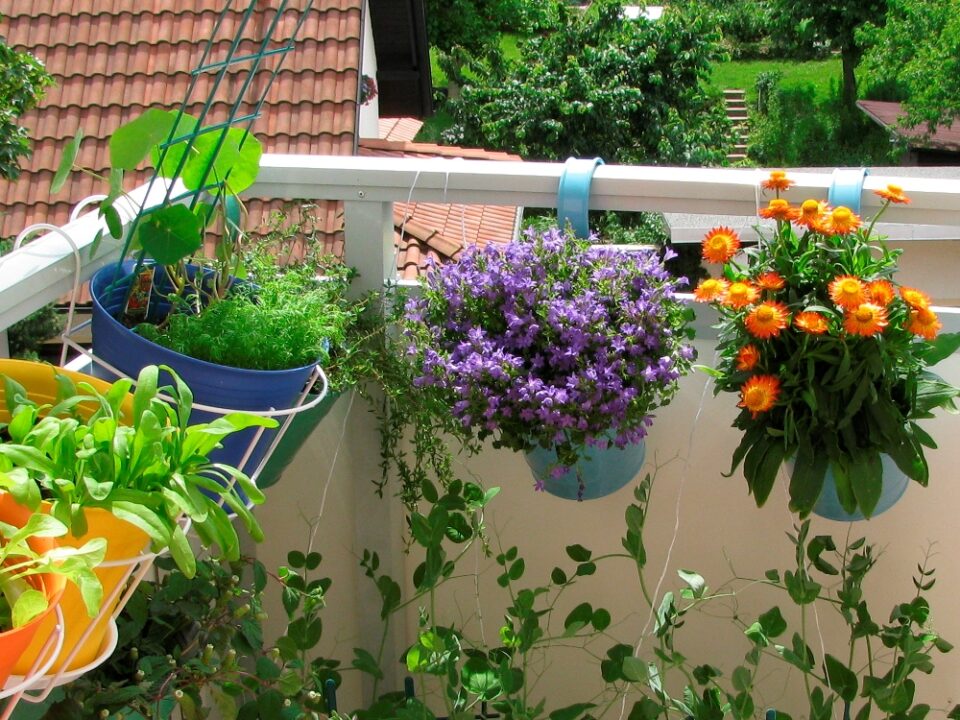 Balconul cu flori. Cateva sfaturi, cateva idei