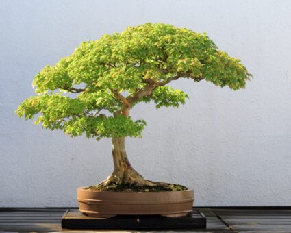 Bonsai, arta arborilor miniaturali