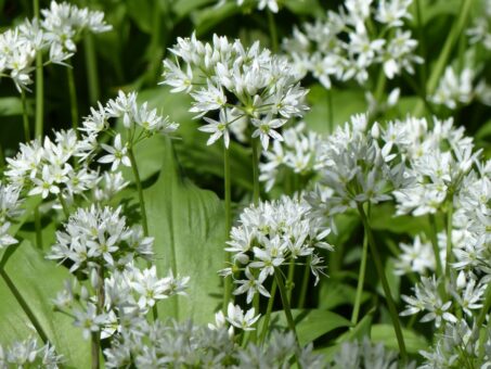 Leurda, sfaturi de cultivare în grădină