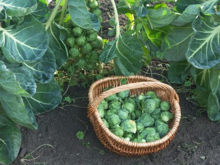 Varza de Bruxelles, o legumă miniaturală