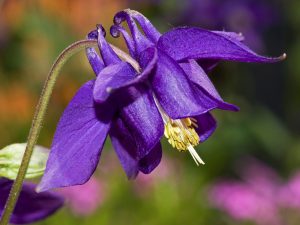 caldarusa, flori mov, flori