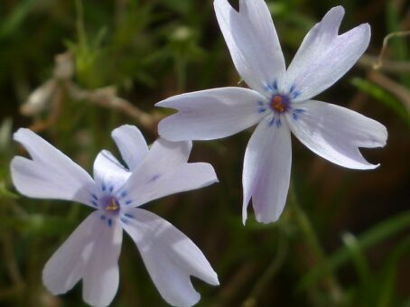 3 plante care infloresc noaptea