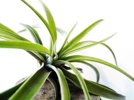 Plante aeriene. Plante care traiesc cu aer