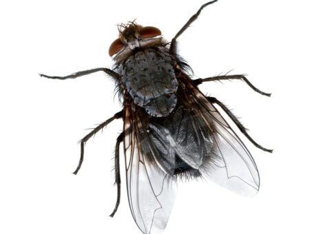 Plante care alunga mustele. Cele mai eficiente