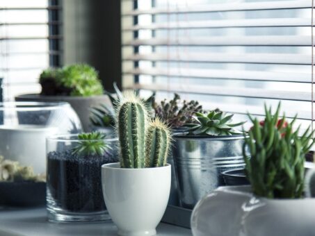 Pozitia corecta pentru plantele de apartament