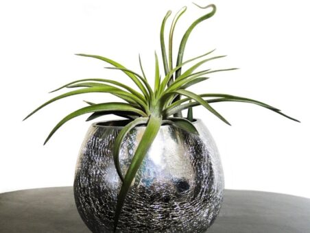 Ingrijirea plantelor aeriene. Cateva sfaturi