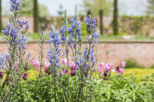 Camassia – bulbi comestibili pentru grădină