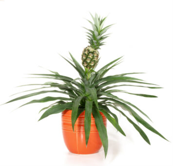 Tufa de ananas, obtinuta dintr-un fruct