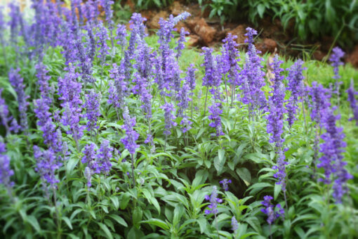 Salvia de grădină, îngrijire