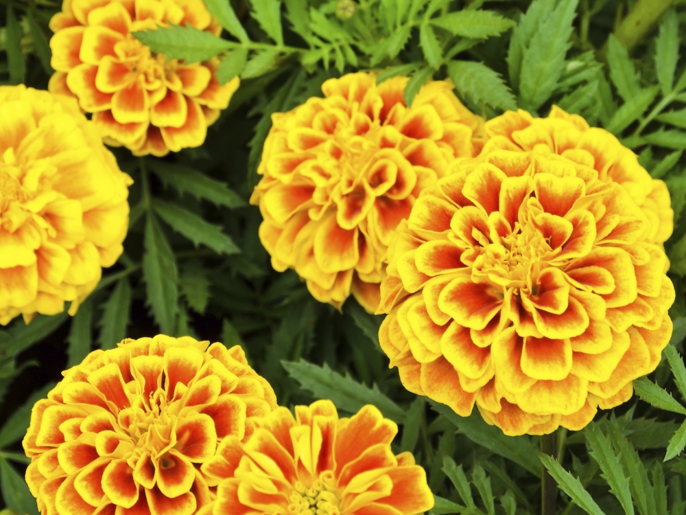 Craitele – florile colorate ale verii