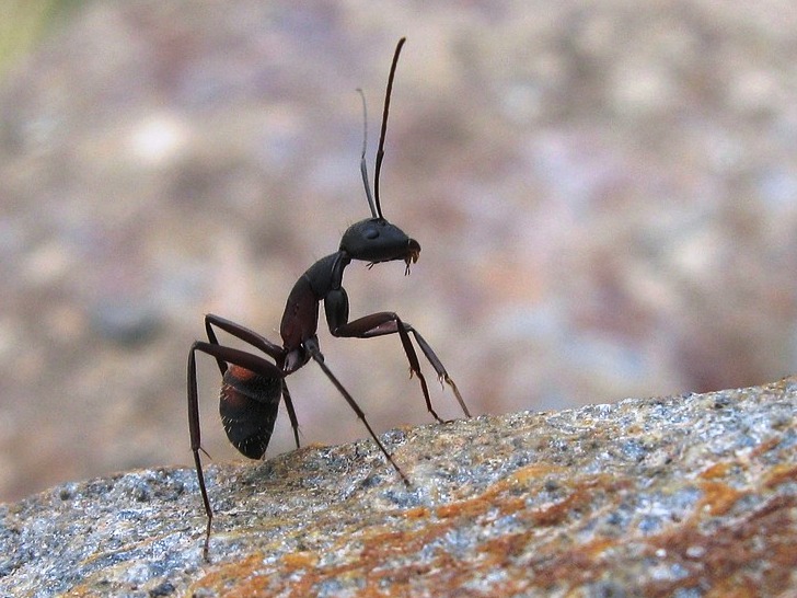 Cum scapi de furnici fara insecticid