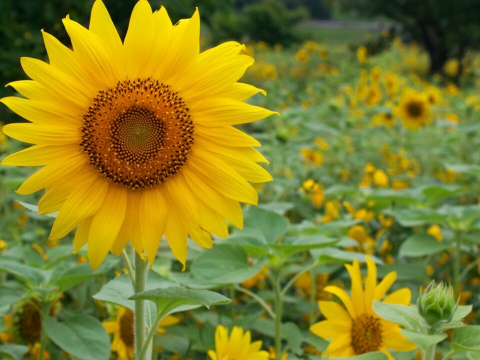 Floarea soarelui, floare decorativa pentru gradina