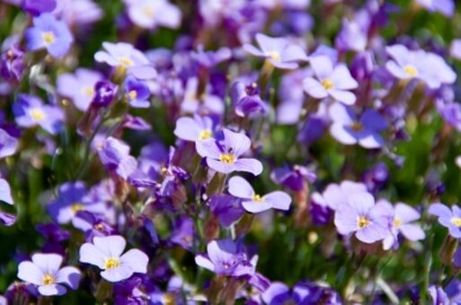 Flori de Myosotis. Sfaturi si detalii