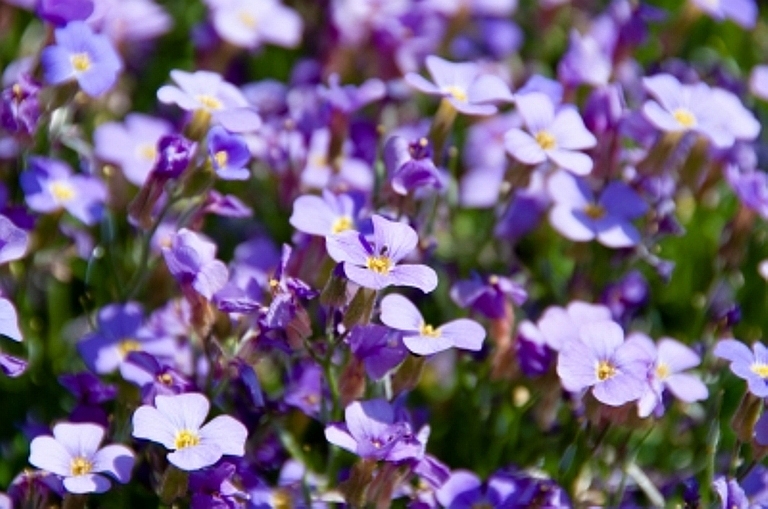 Flori de Myosotis. Sfaturi si detalii