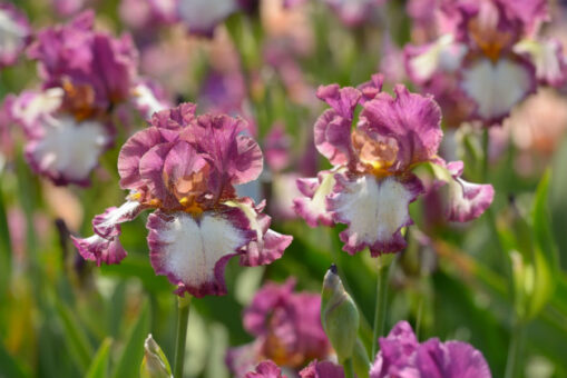 Iris, floarea-curcubeu