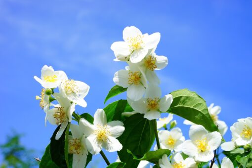 Iasomia, aroma zilelor de iunie