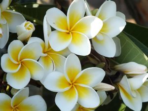 plumeria-812017_640