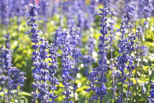 Salvia de gradina, frumoasa si aromata