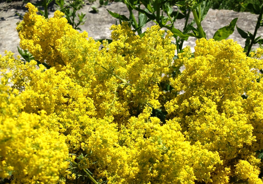 Flori de sanziene, florile magice ale verii