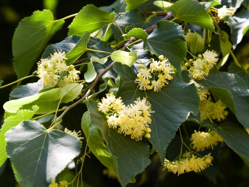 Flori de tei deasupra noastră… Cum îngrijești teii