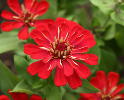 Zinnia, sfaturi pentru plante perfecte