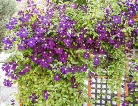 Clematis, sfaturi de îngrijire