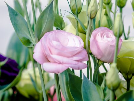 Lisianthus, trandafirul fara spini