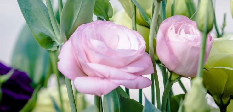 Lisianthus Trandafirul Fara Spini