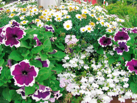 Amestecuri florale de efect