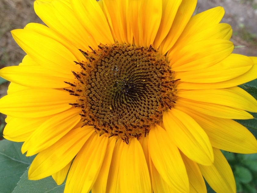 August – florile lunii