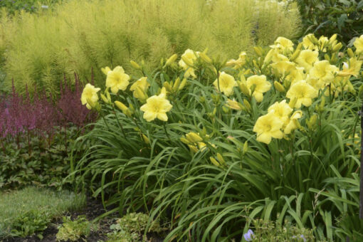 Hemerocallis, crinii strălucitori ai verii