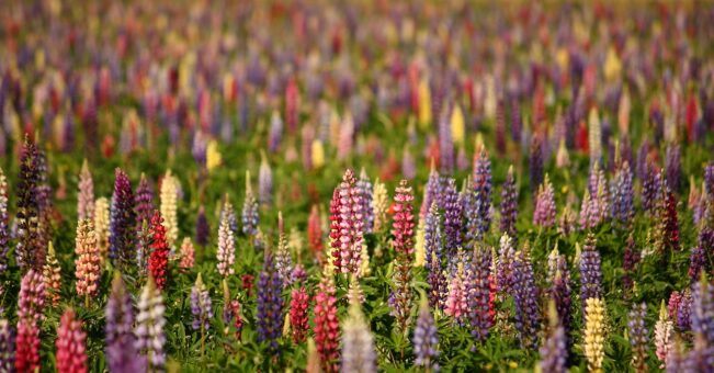 Lupinul, planta cu flori frumose si boabe bune de mancat