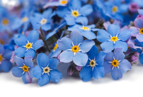 Myosotis, floarea de nu-mă-uita