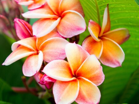 Plumeria – o planta exotica usor de intretinut