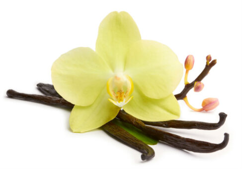 Vanilla, orhideea aromată