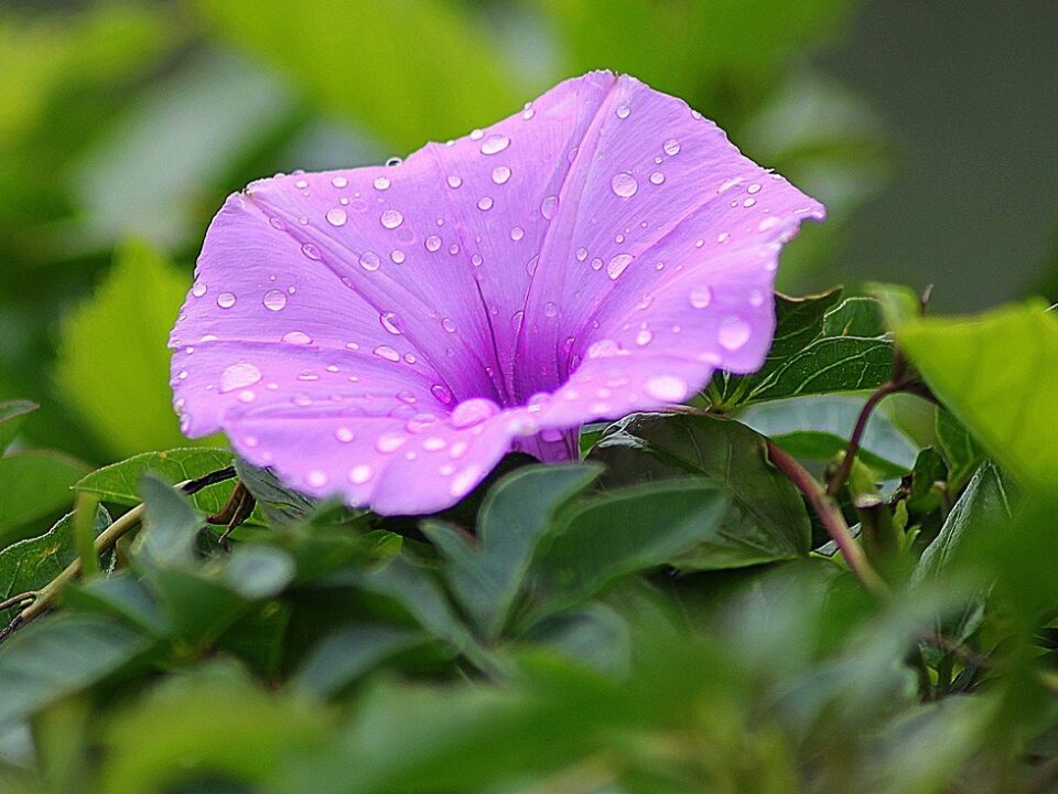 Zorele urcătoare. Florile din curtea bunicii