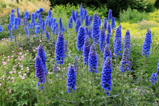 Delphinium, proaspăt ca o ploaie de vară