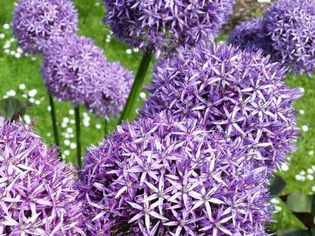 Ceapa decorativă, o floare spectaculoasa
