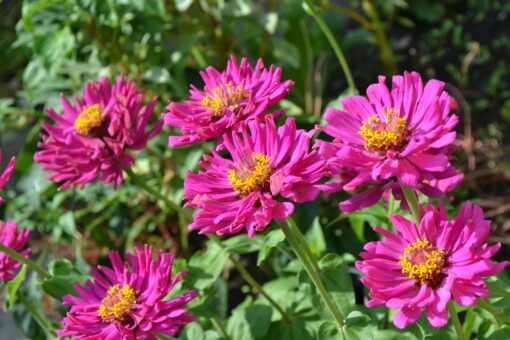 Florile de vara – toamna. Florile sfarsitului de vara