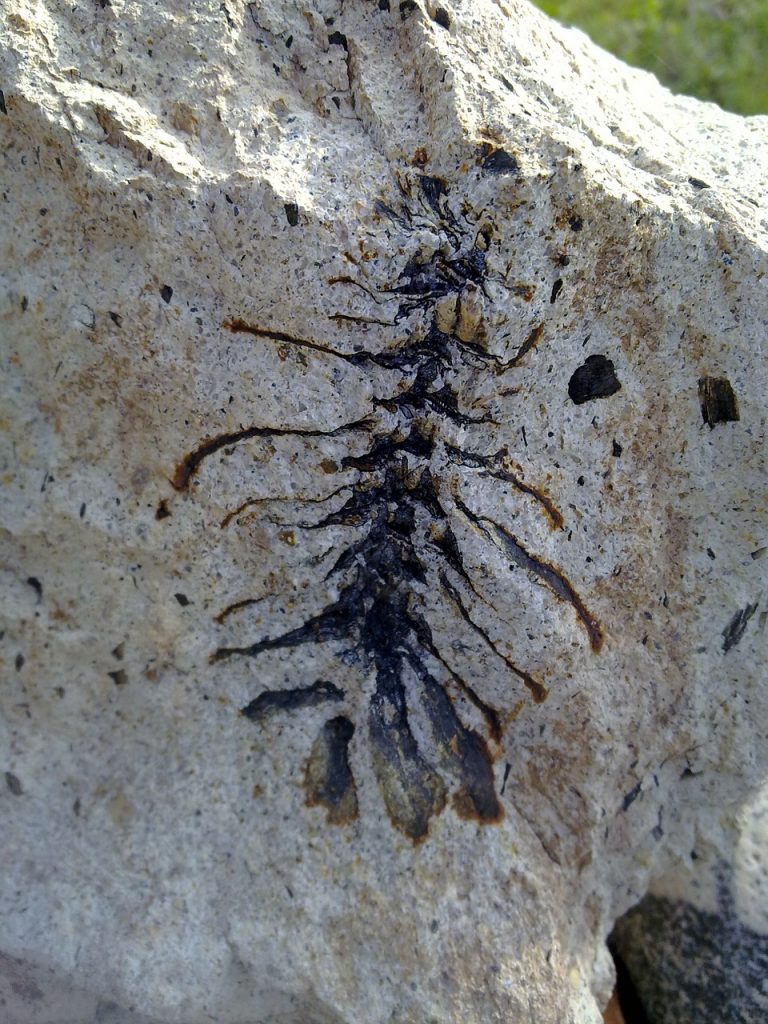 fossil-265082_1280