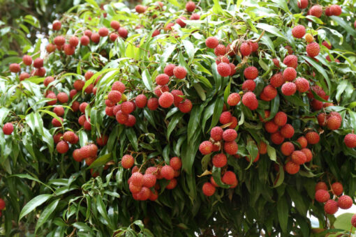 Arbore Litchi la mini-preţ