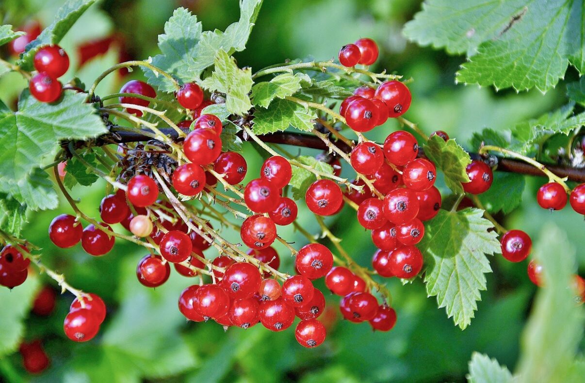 Plantarea coacazelor toamna. Strategie de lucru