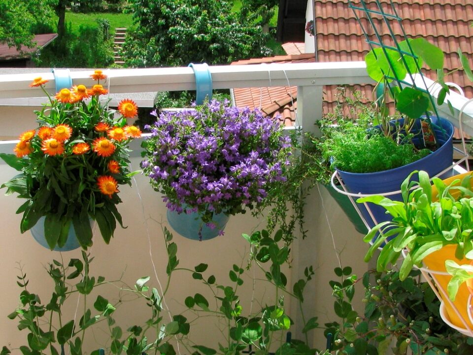 Plante ideale pentru balcoane și terase