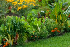 plante gradina eco