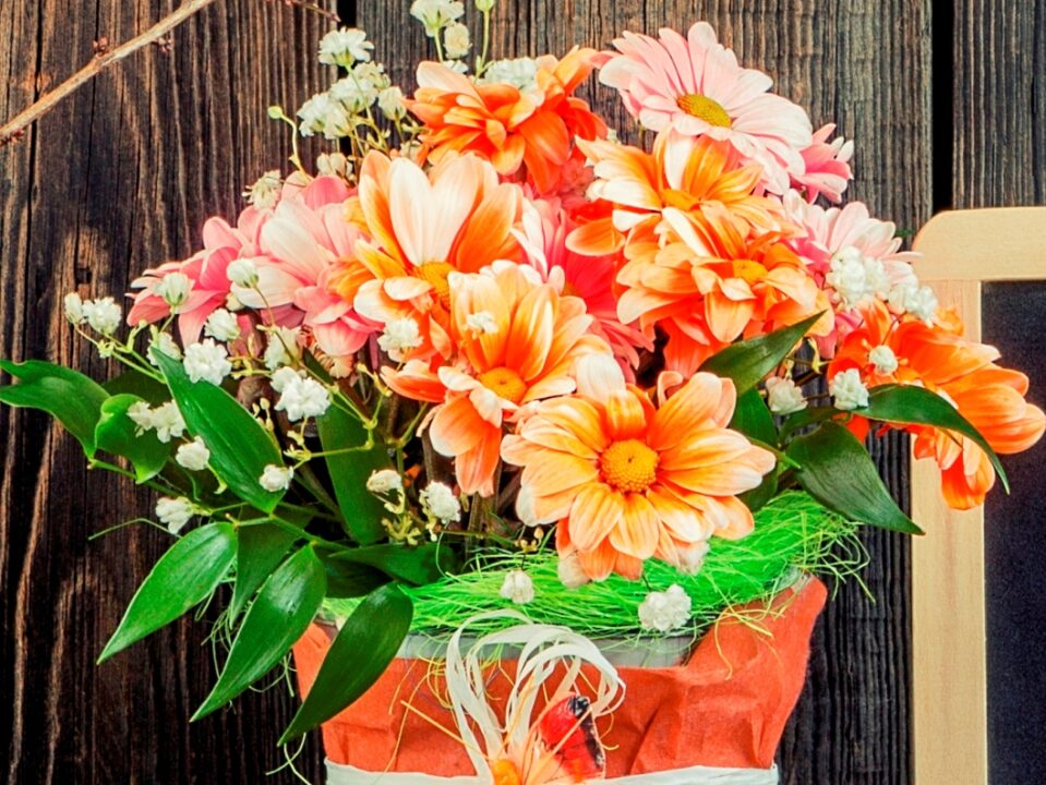 Tratamente de toamna pentru plantele din casa