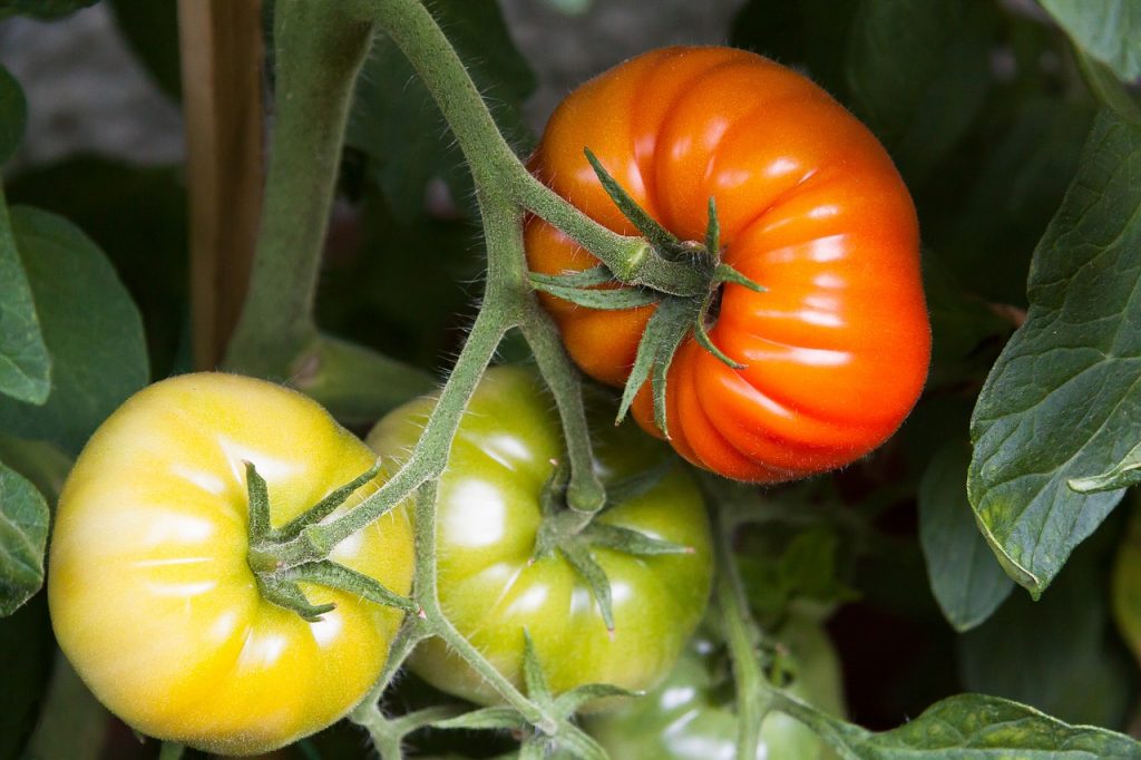 tomato-884303_1280
