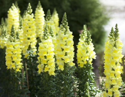 Antirrhinum (gura leului) – sfaturi de cultivare